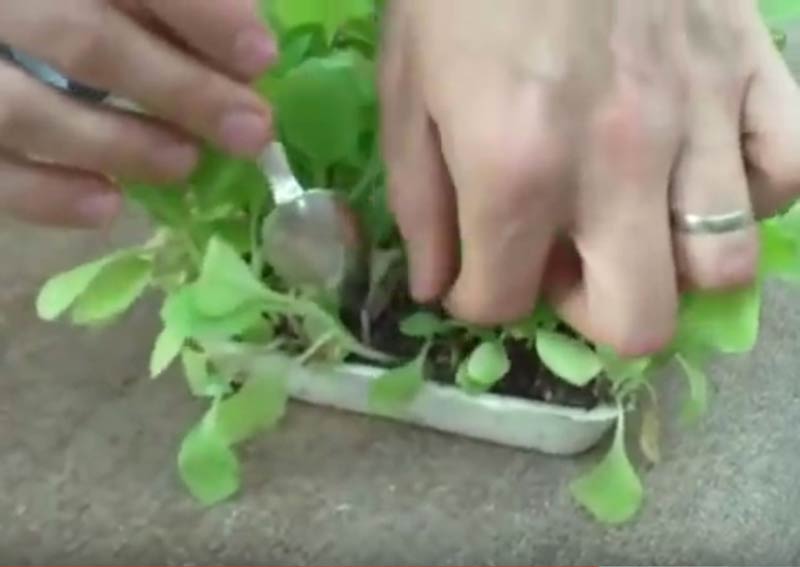 video on growing tobacco freeze frame