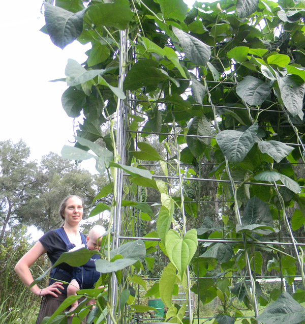 the yard long bean, the easiest beans to grow, growing on a trellis