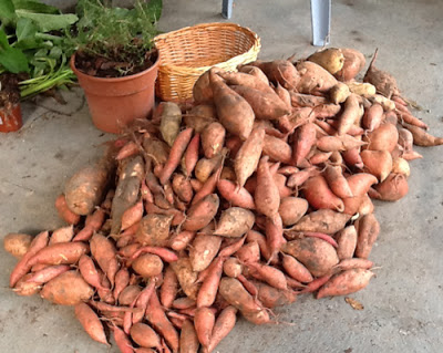 sweet potato easy to grow big pile