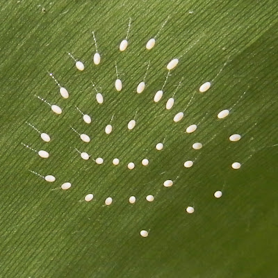 lacewing eggs