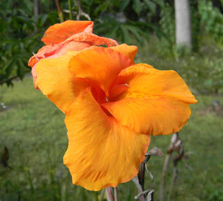 edible canna lily bloom