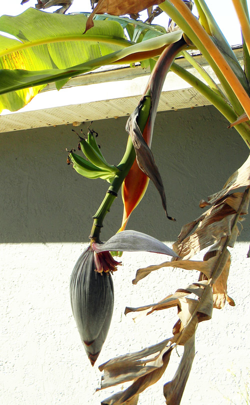 How To Grow Bananas In North Florida The Survival Gardener