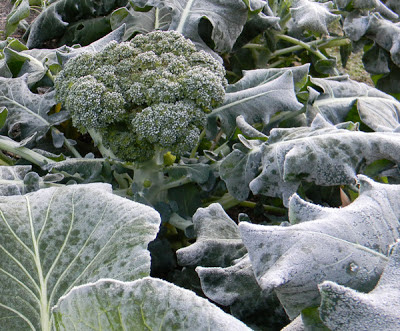 growing broccoli in florida in winter