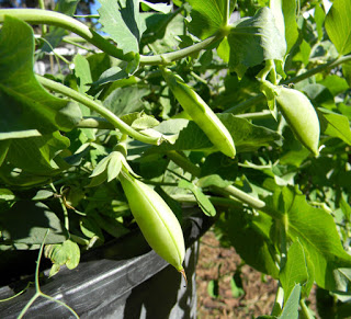 growing peas in Florida in a pot