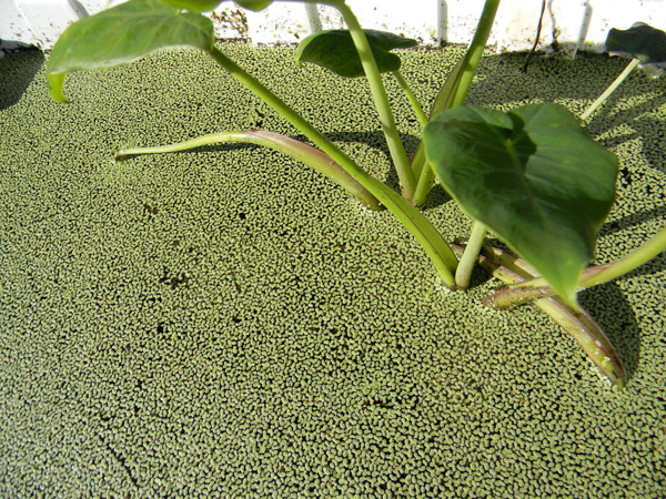 taro, a staple root crop, growing with duckweed in a pond
