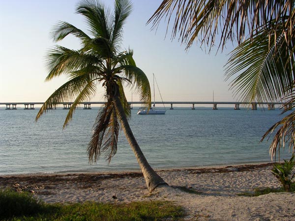 How far north do palm trees grow?