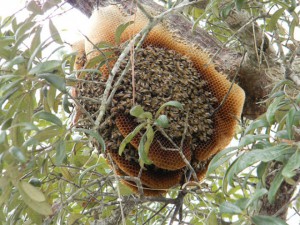 Bees3web