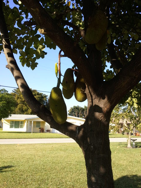 grow jackfruit in florida