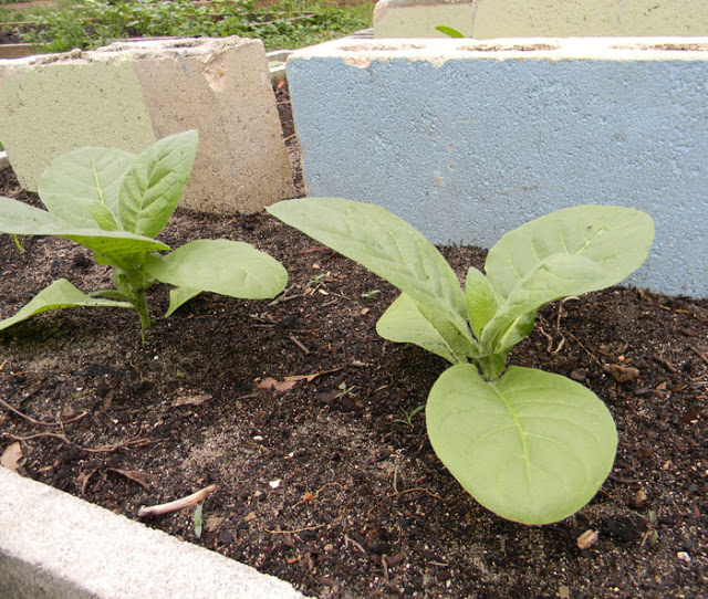 how to make chewing tobacco - start by growing tobacco!