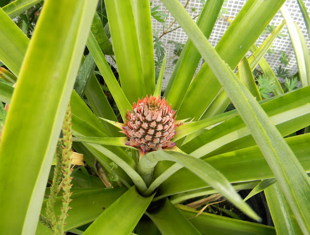 growing pineapples in north florida