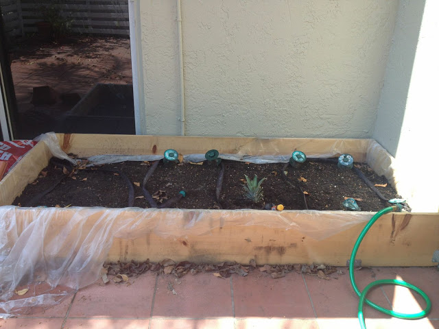 raised bed garden questions