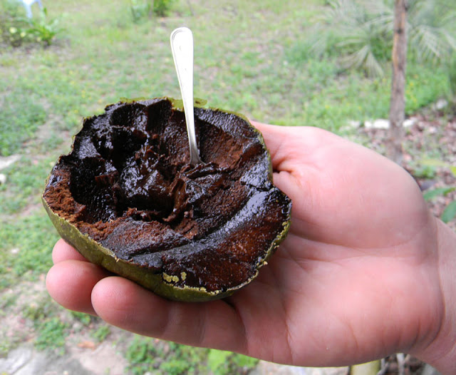 Chocolate Pudding Fruit from seed