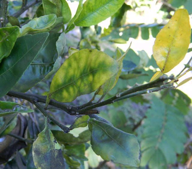 identify citrus greening