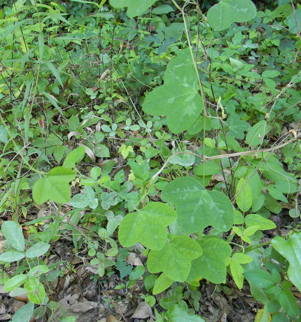 passiflora lutea
