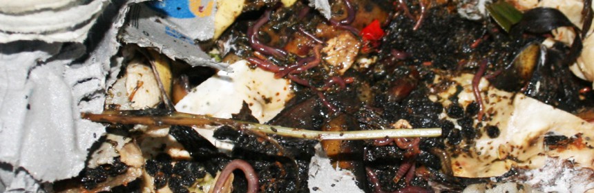 WormsInCompost