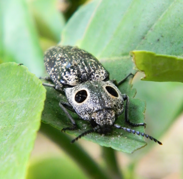 big eyed elater beetle