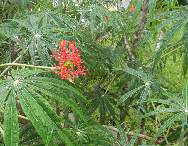 coral plant
