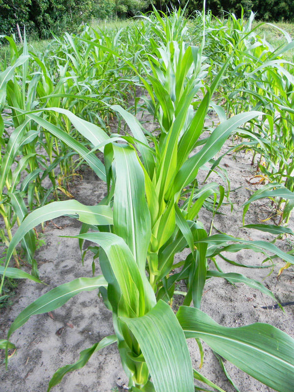 growing grain corn for survival