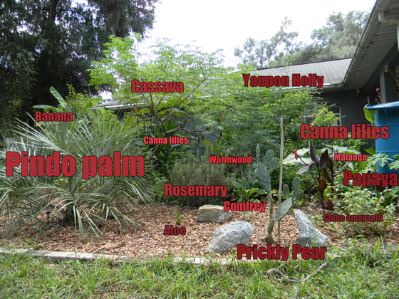 Low Maintenance Landscape Plants For, Florida Landscape Plants