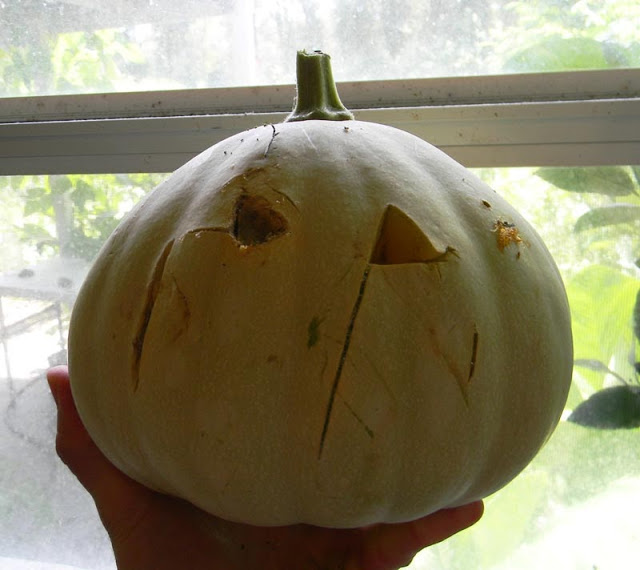 seminole pumpkin jack-o-lantern