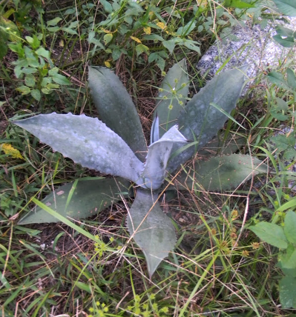 growing agave