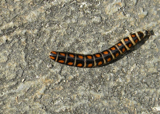 railroad worm
