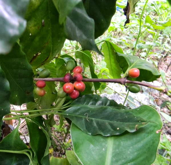 homegrown coffee beans