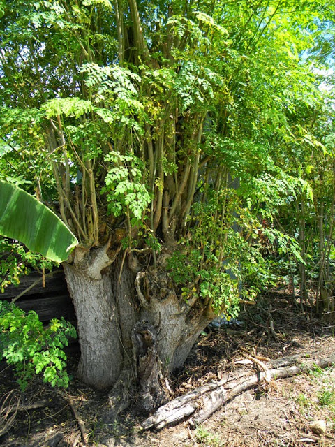 big moringa tree photo