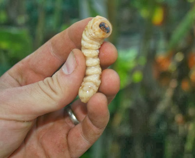 can you eat wood beetle larva