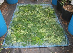 drying moringa leaves for making moringa tea