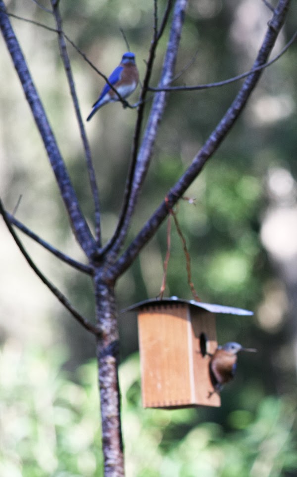 bluuebirds find a cigar box bluebird nest