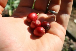 processing coffee cherries