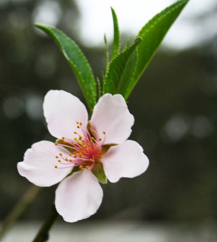 seedling peach tree bloom
