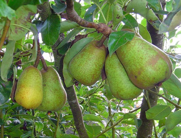 growing pears in florida