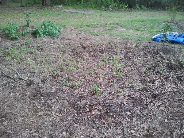 The Prepper Project The Pros And Cons Of Deep Mulch Gardening