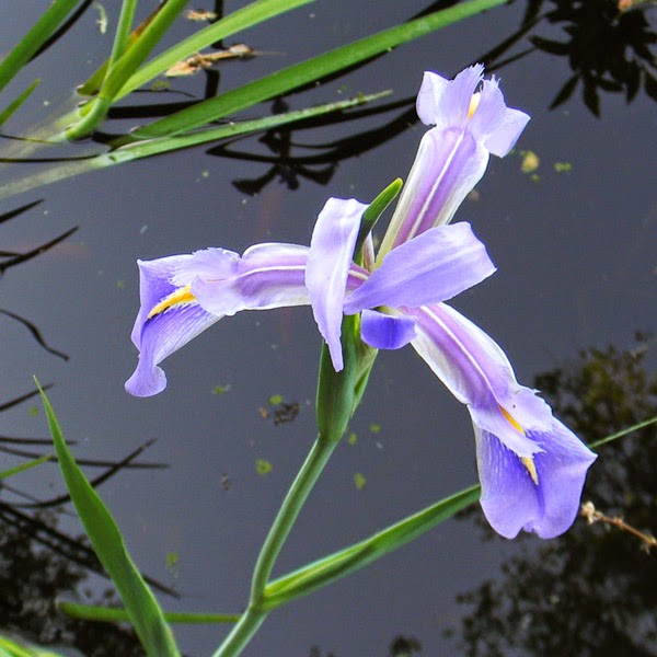 dixie iris blooming in pond