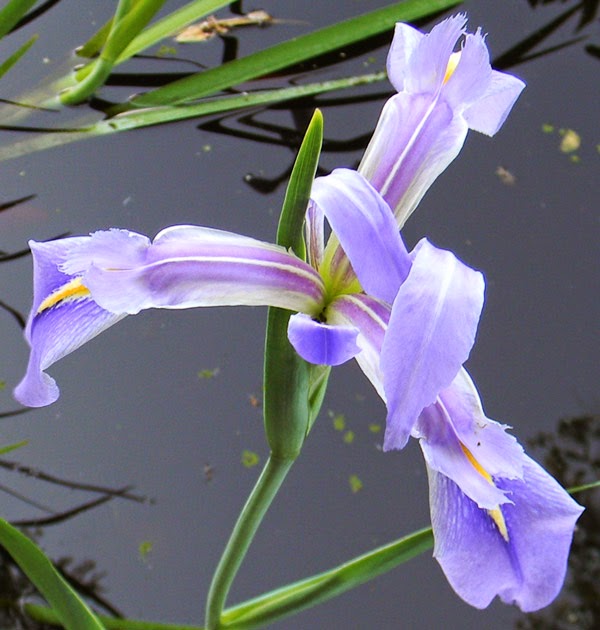 Dixie iris bloom