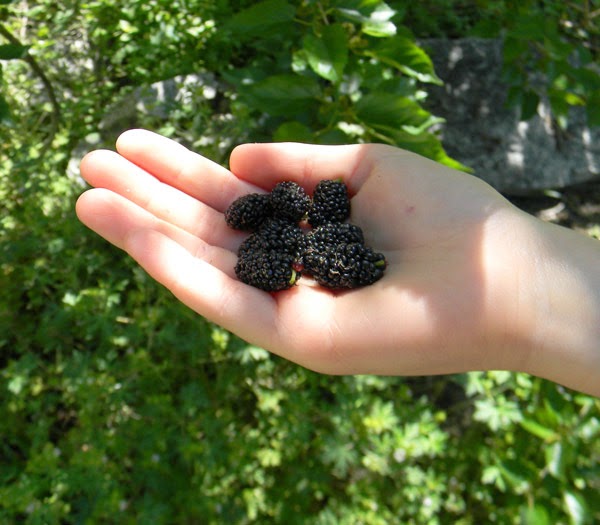 FirstMulberries