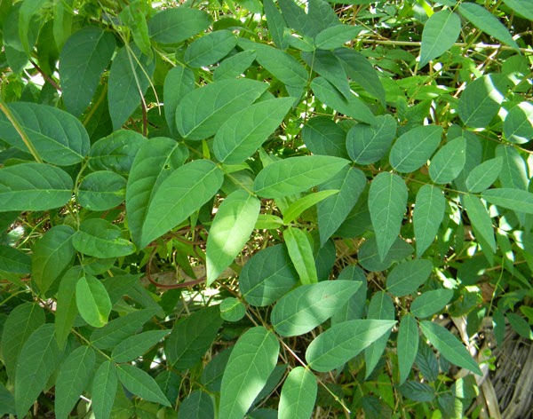 groundnut leaves