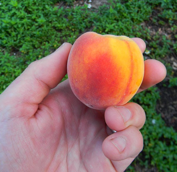 peach tree grown from seed