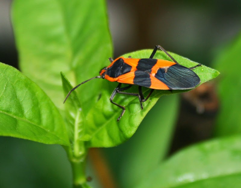 photo of a milkweed bug