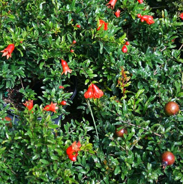 edible hedge of pomegranate