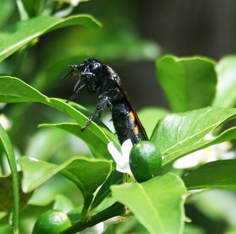 scoliid wasp florida