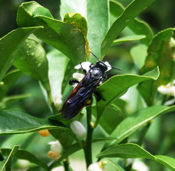 scoliid wasp in florida