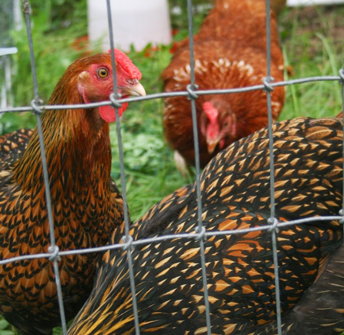 free-range chickens or chickens in a cage
