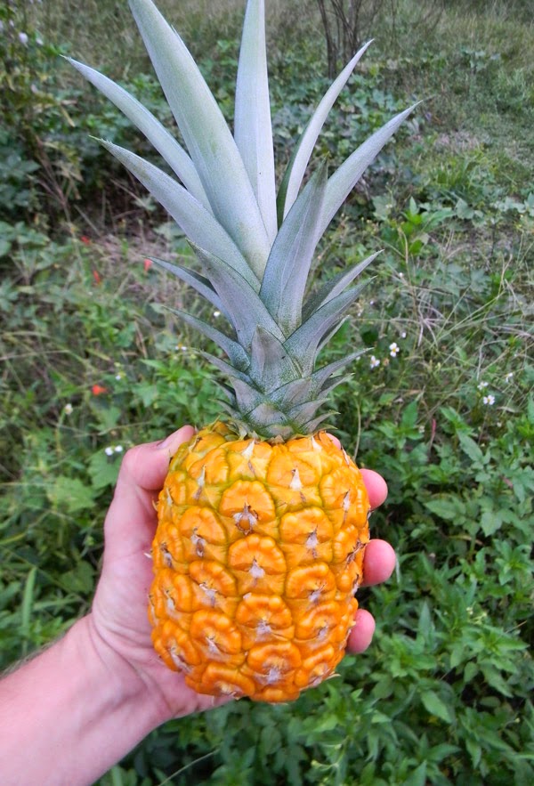 homegrown pineapples look amazing