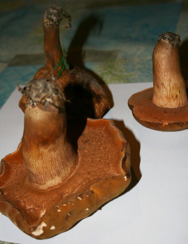 edible bolete mushrooms