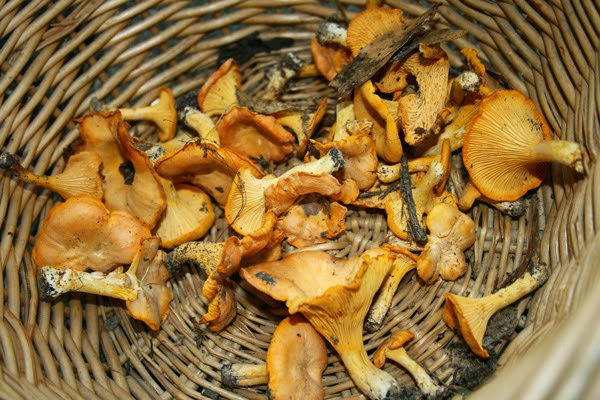 edible mushroom guides helped me find chanterelles