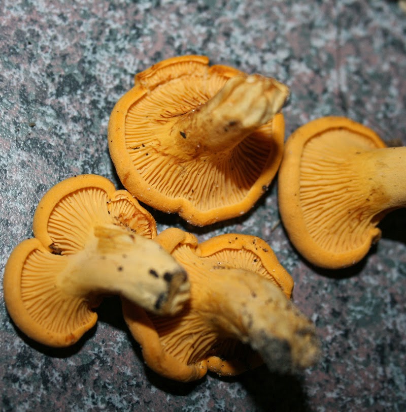 florida chanterelle mushrooms