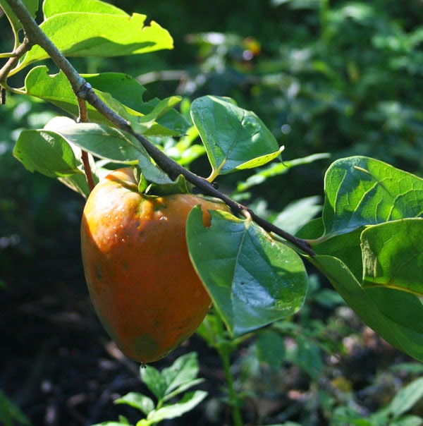 hachiya persimmon fruit
